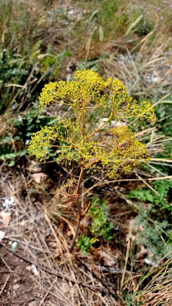 Ferula Tatarica