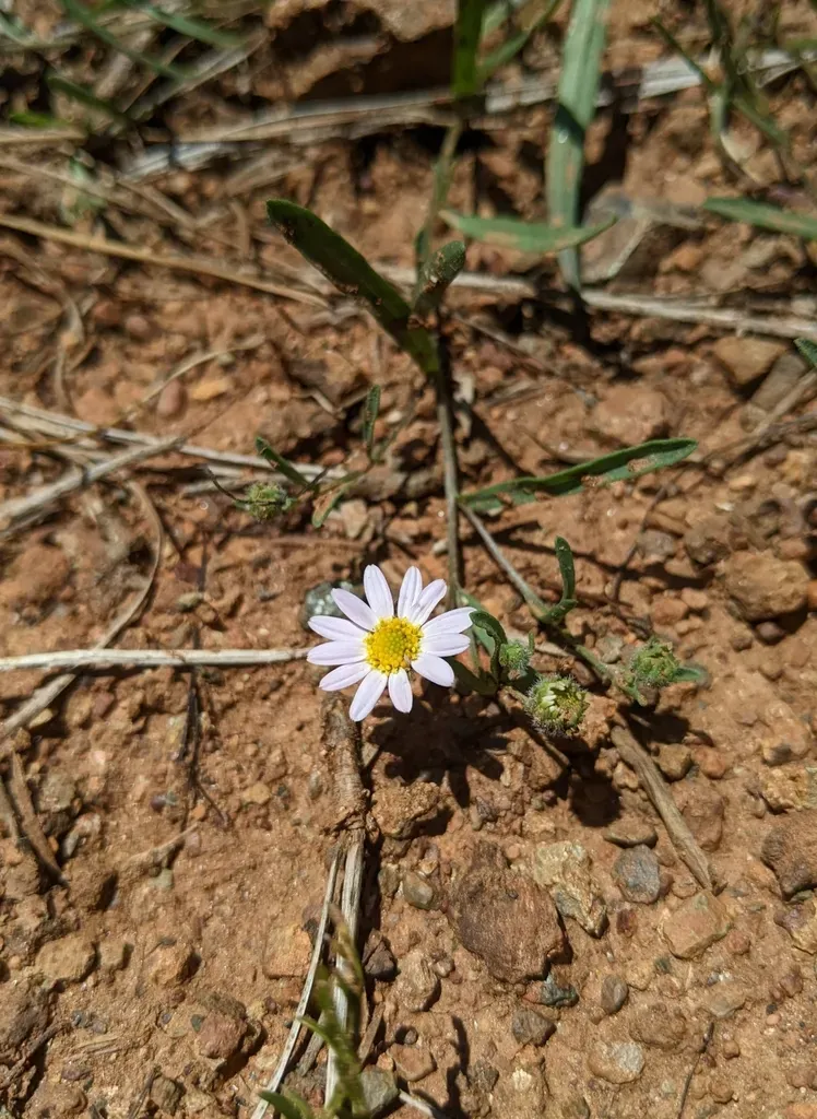 Lassen Fleabane
