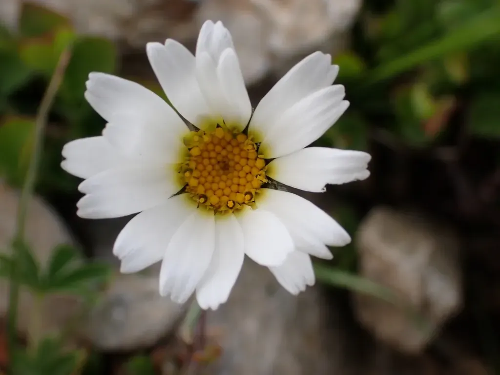 Alpine Moon Daisy