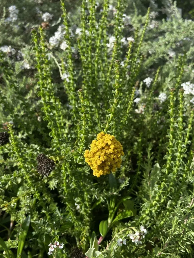 Toothed-leaf Athanasia