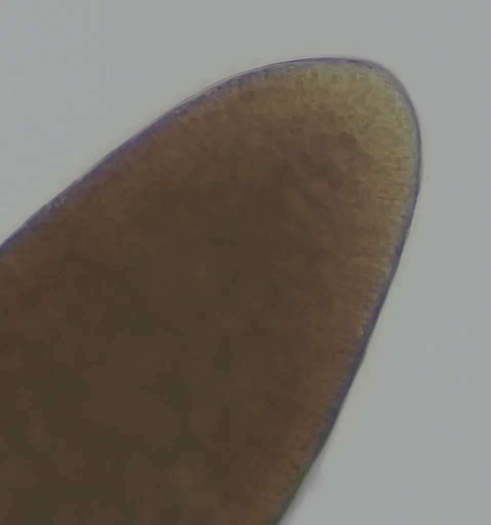 Gracilaria Tikvahiae