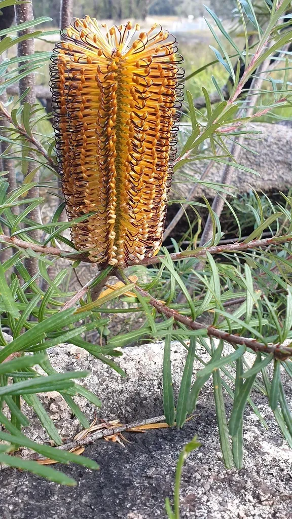 New England Banksia