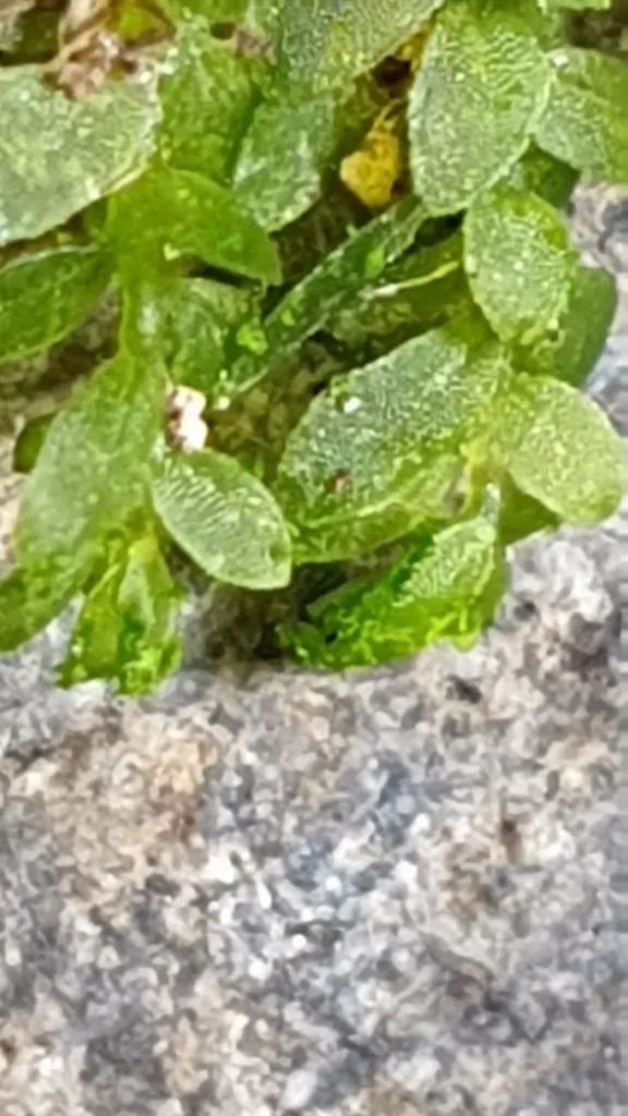 Southern Goblin's Gold