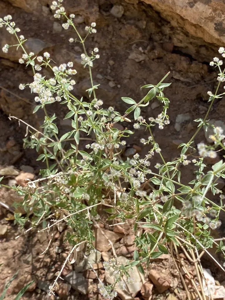 Starry Bedstraw