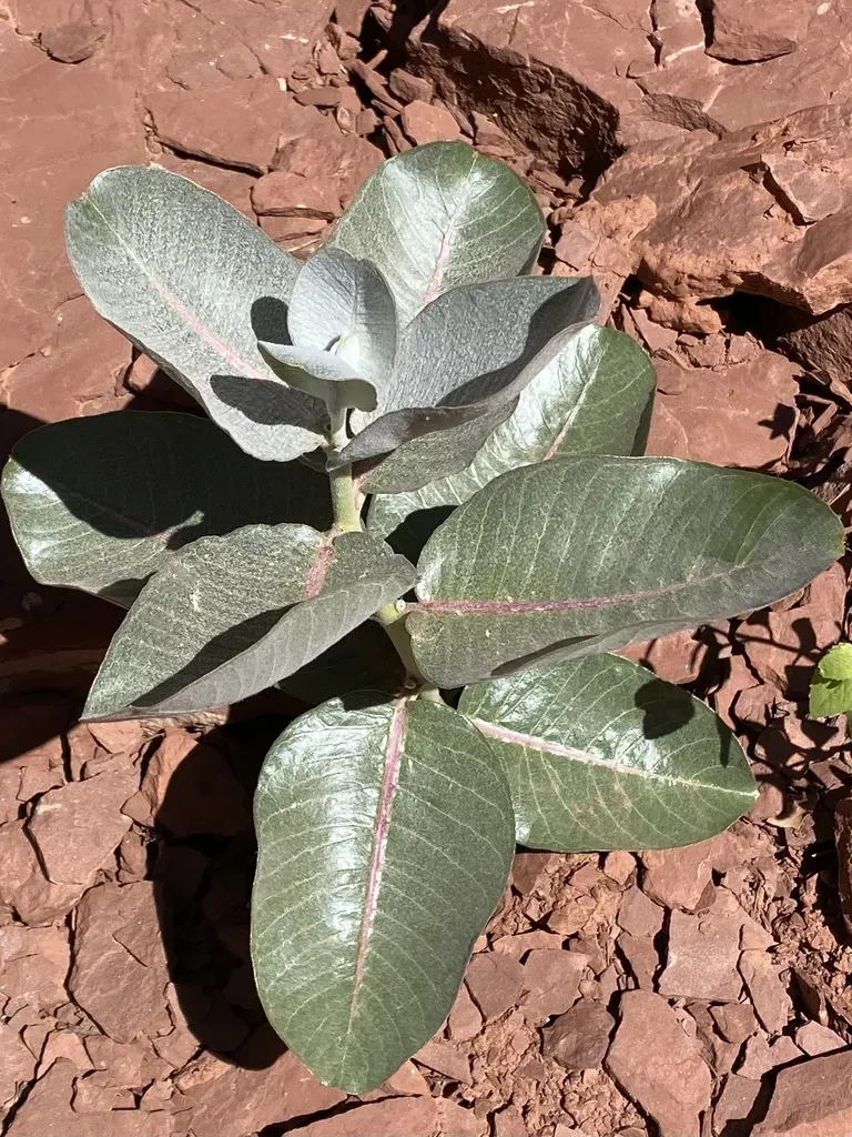 Broadleaf Milkweed