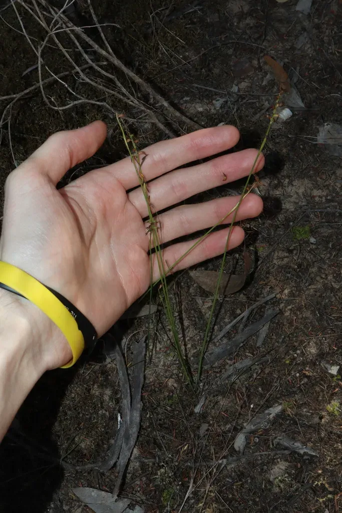 Genoplesium Mucronatum