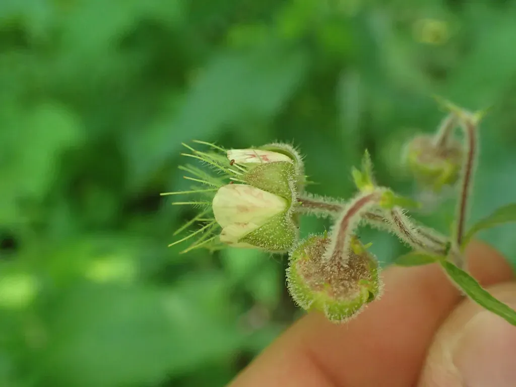 Bent Avens