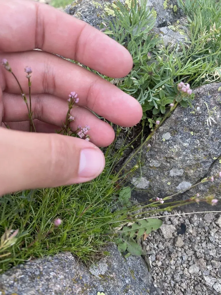 Cynanchica Lipskyana