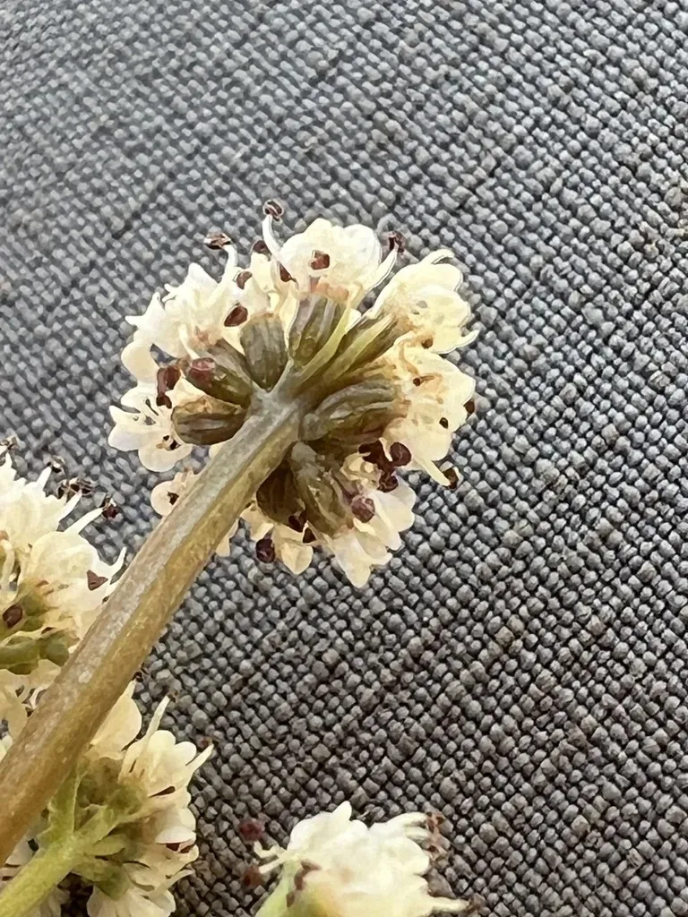 California Indian Potato
