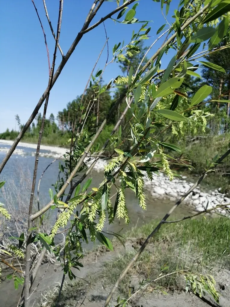 Pseudo-laurel Willow