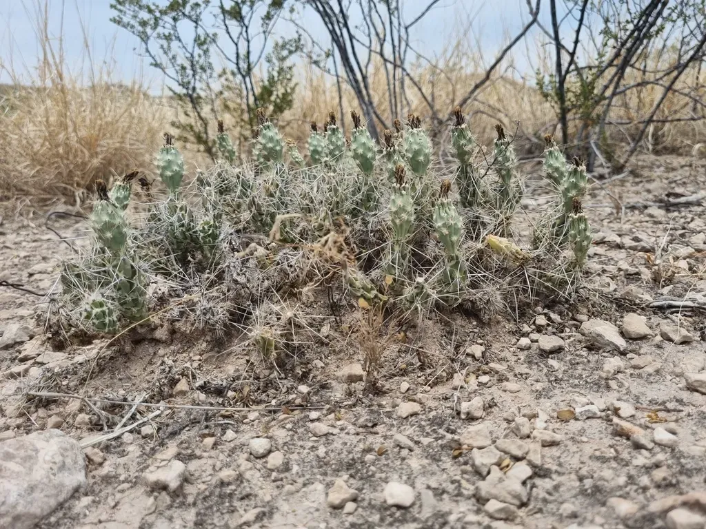 Big Bend Club-cholla