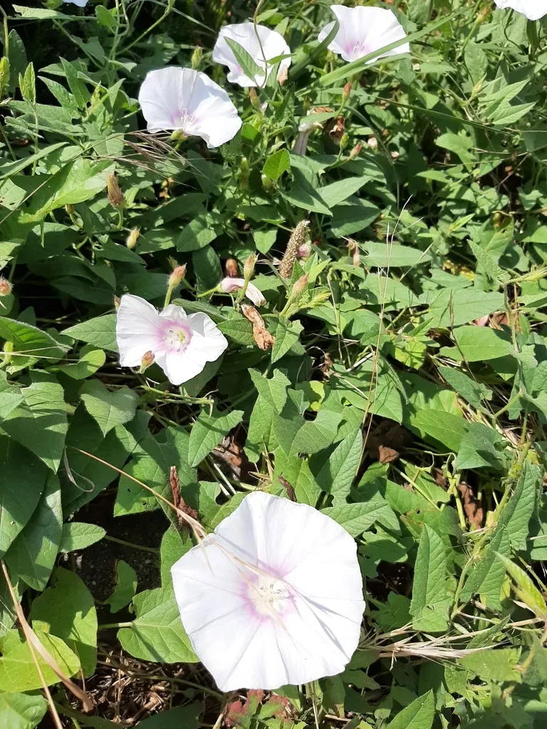 Betony-leaved Bindweed