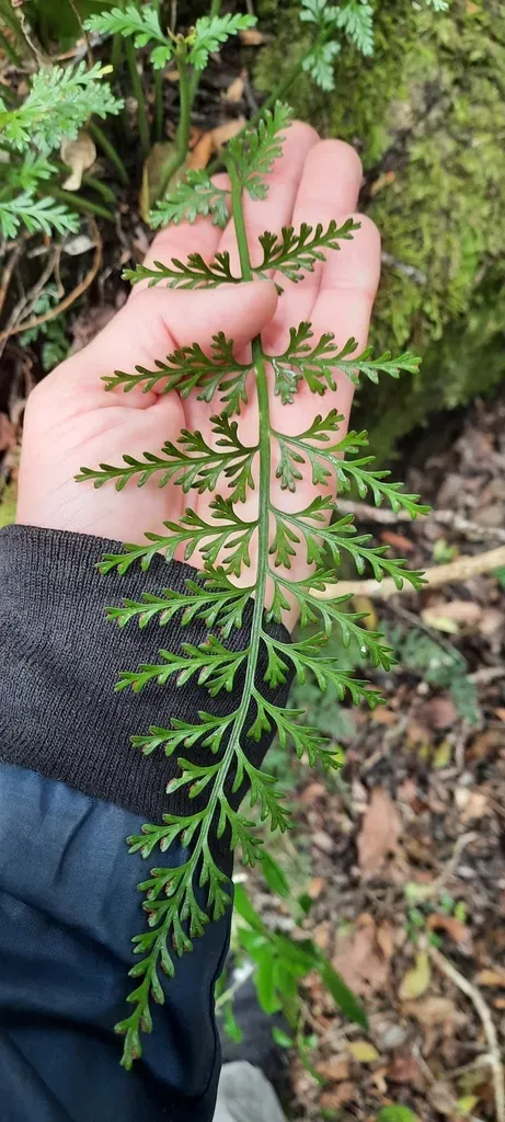 Rutaceous Spleenwort