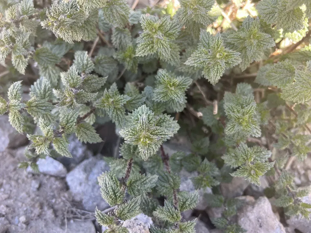Urtica Hyperborea