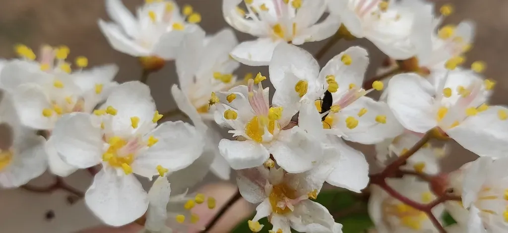 Deutzia Compacta