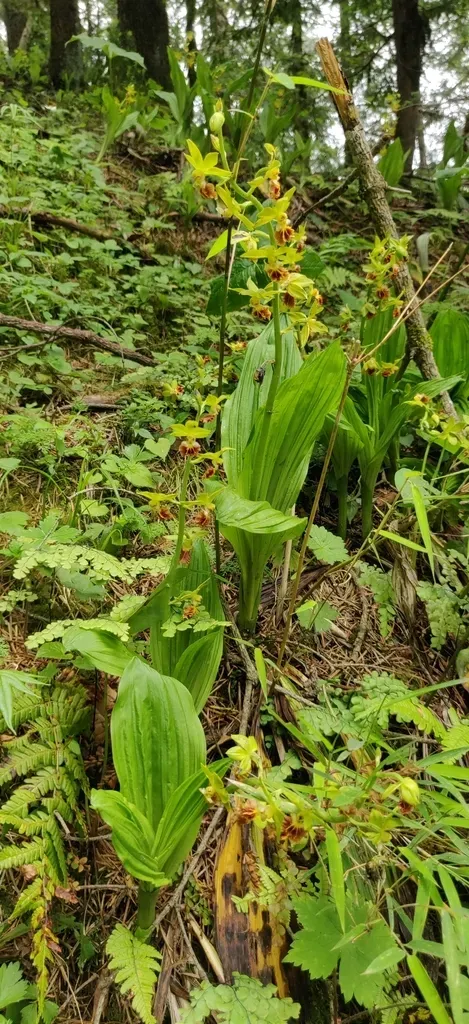 Calanthe Tricarinata