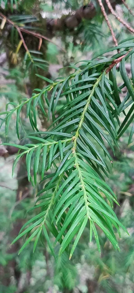 West Himalayan Yew