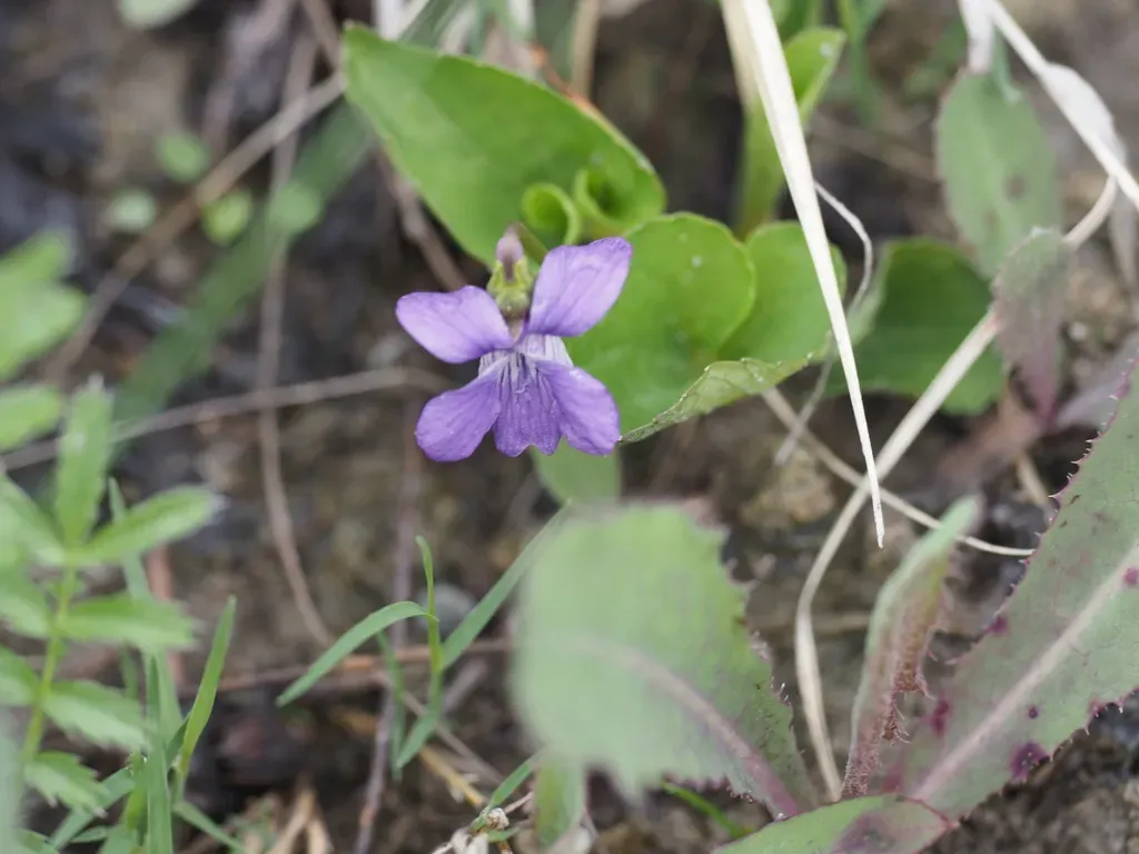 Northern Bog Violet