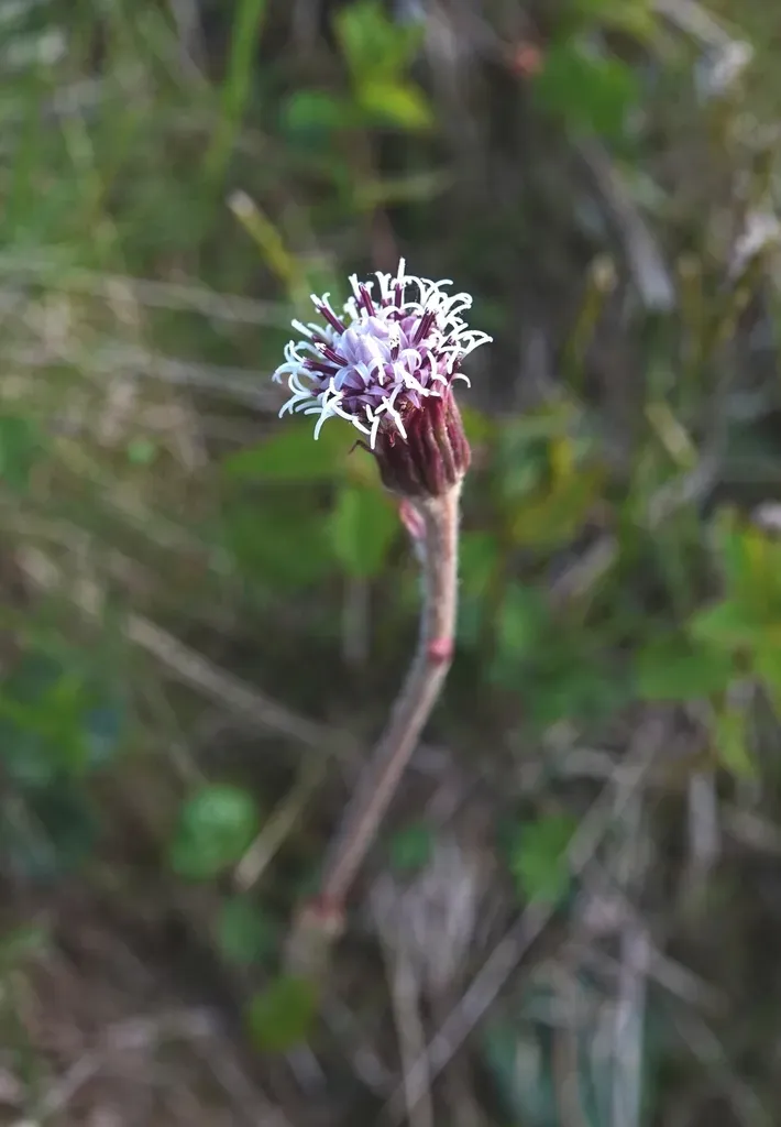 Alpine Coltsfoot