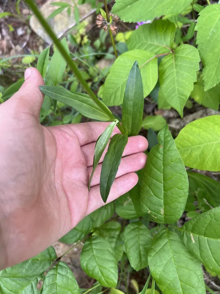 Beautiful Barbara's-buttons