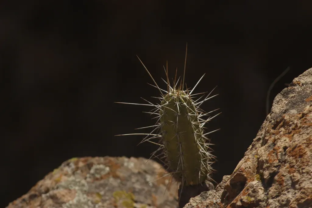 Armatocereus Matucanensis