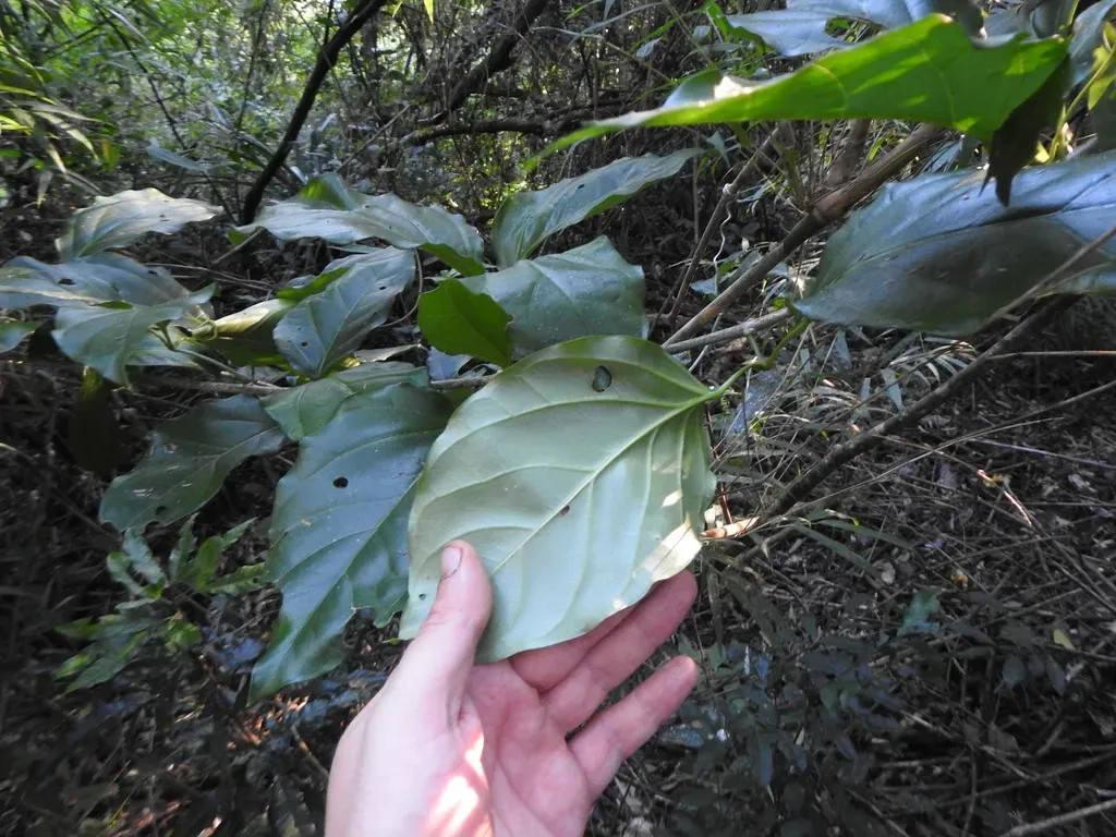 Dolichandra Quadrivalvis