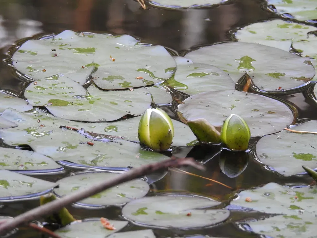 Dwarf White Water Lily