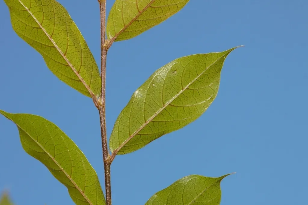 Antidesma Vogelianum