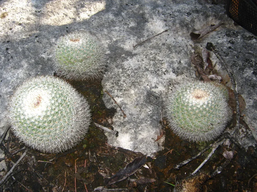 Mammillaria Albilanata