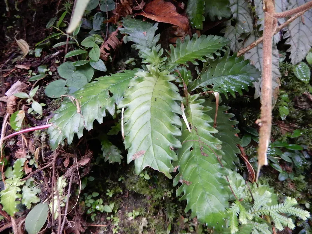 Ridleyandra Morganii