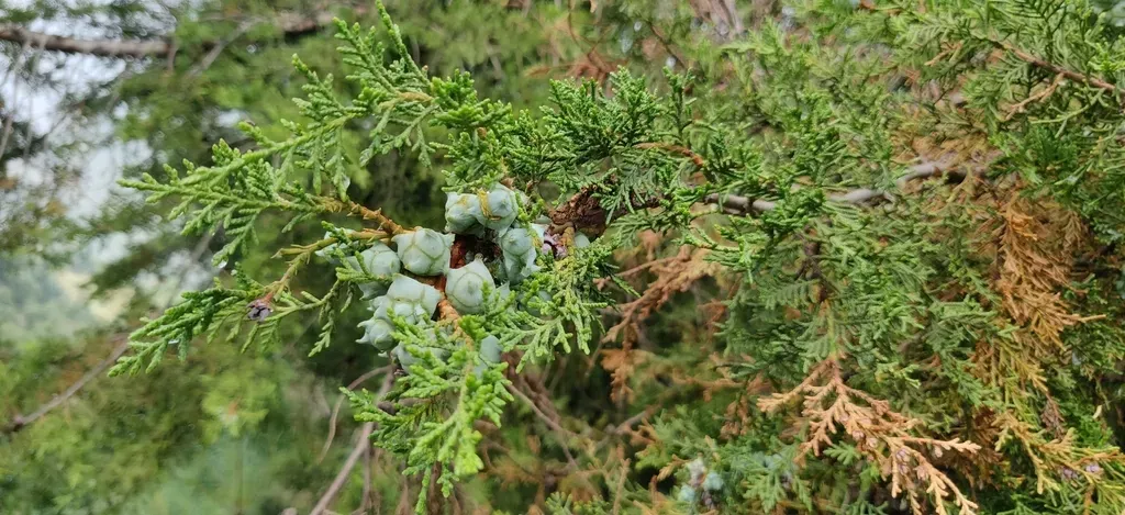 West Himalayan Cypress
