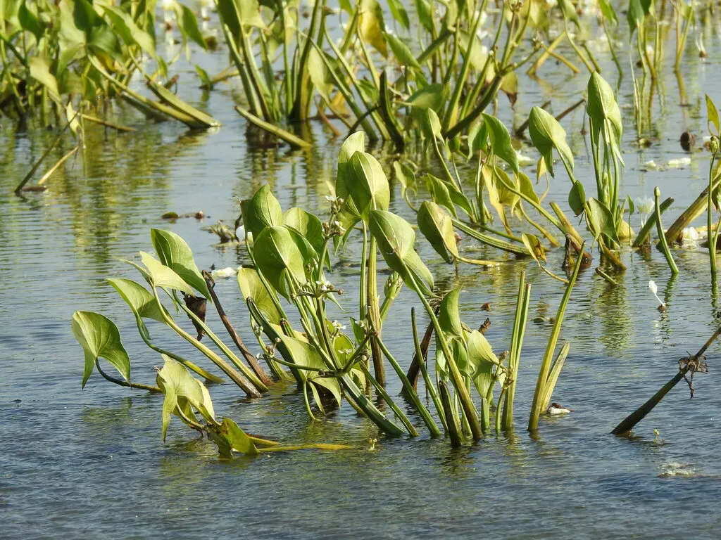 Limnophyton Obtusifolium
