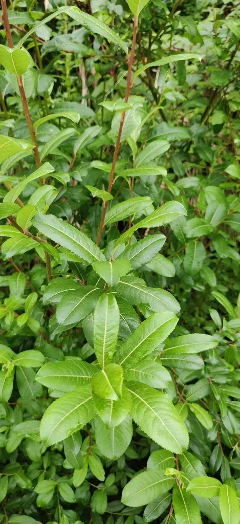 Salix Denticulata