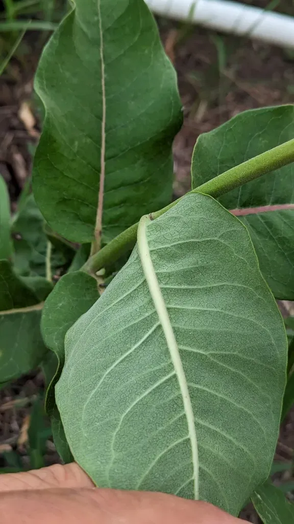 Asclepias × Kansana