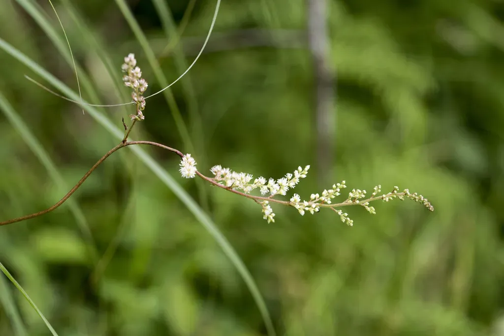 Astilbe Longicarpa