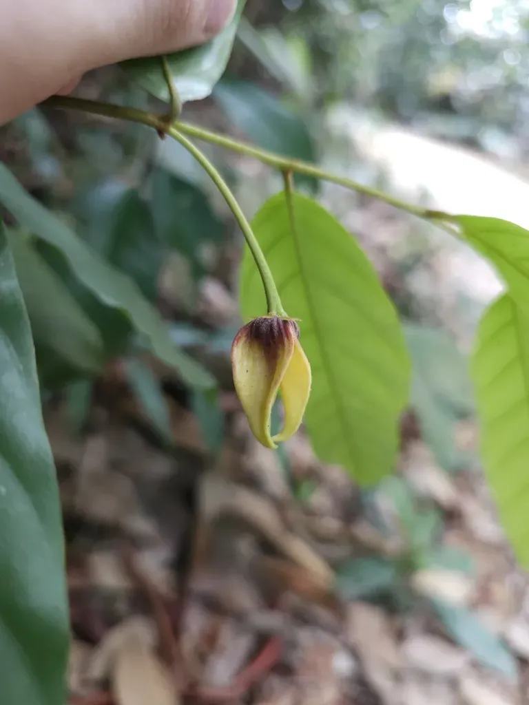 Phaeanthus Ophthalmicus