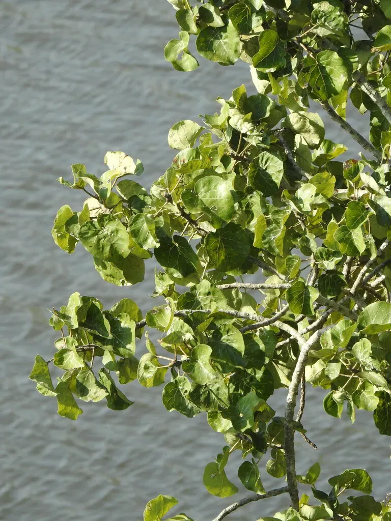 Large-leaved Rock Fig