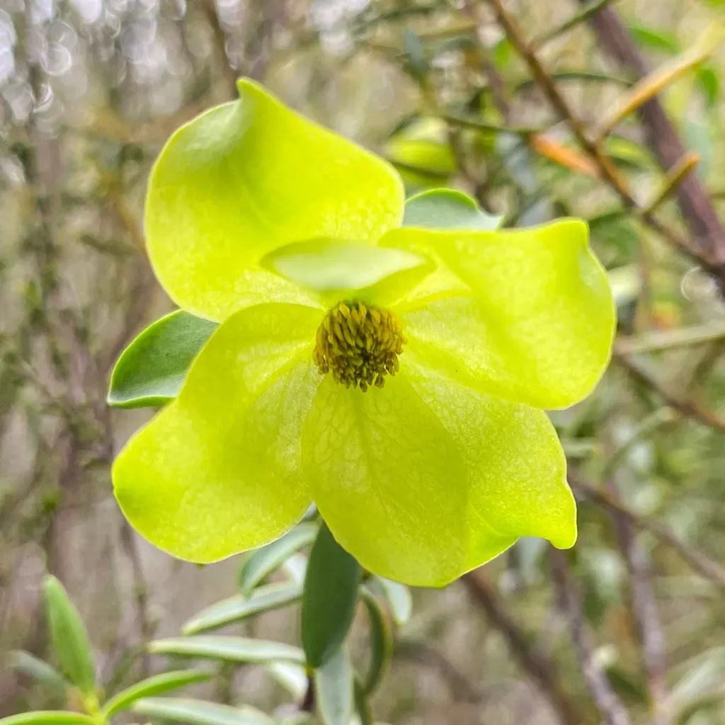 Pimelea Aeruginosa