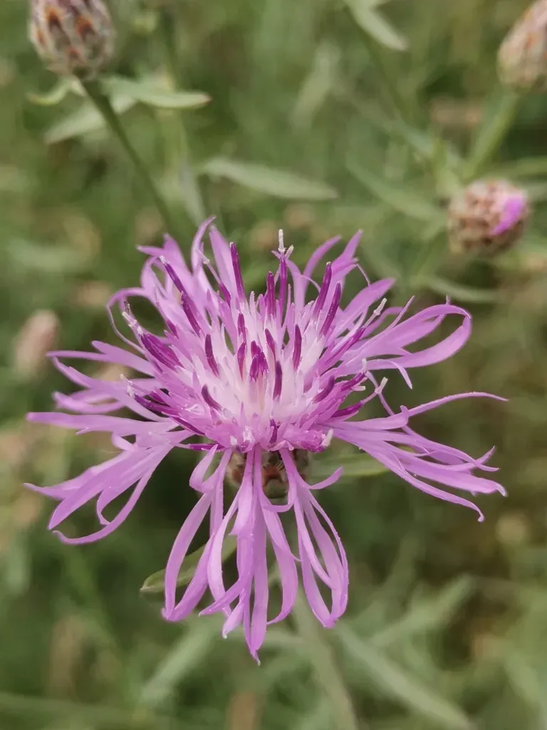 Centaurea Cristata