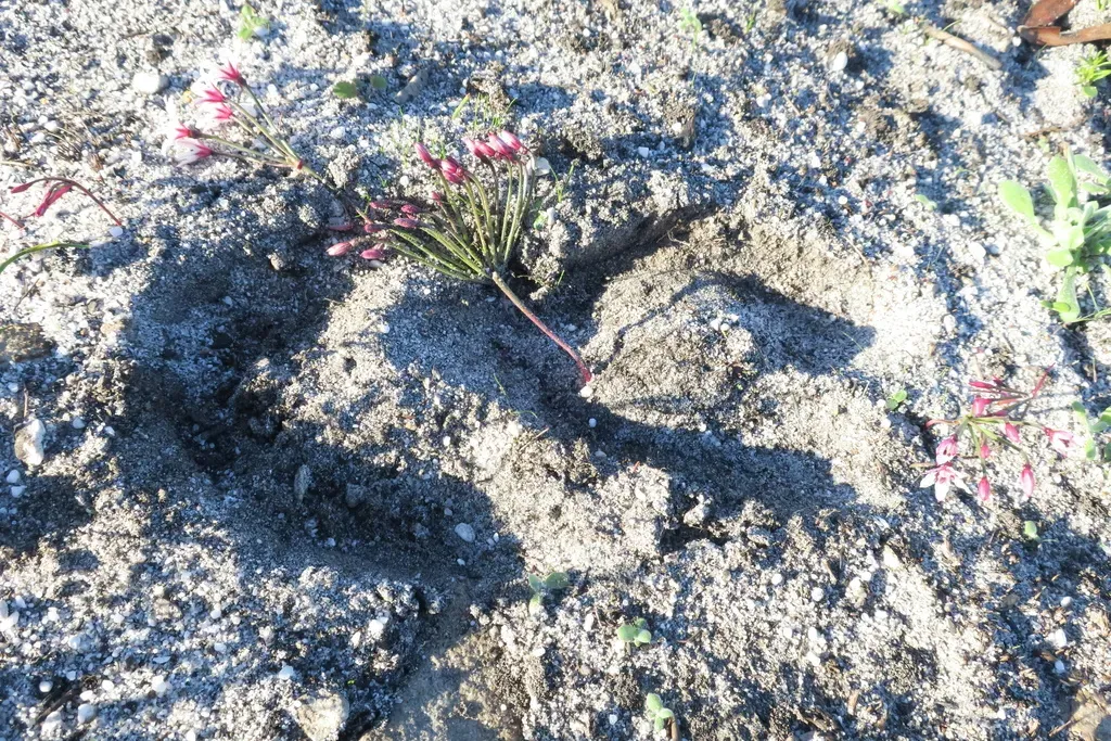 Cinnamon Sambreeltjie