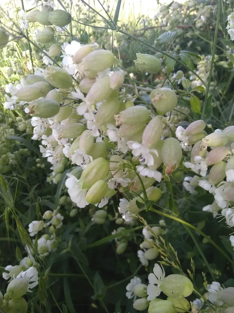Bladder Campion