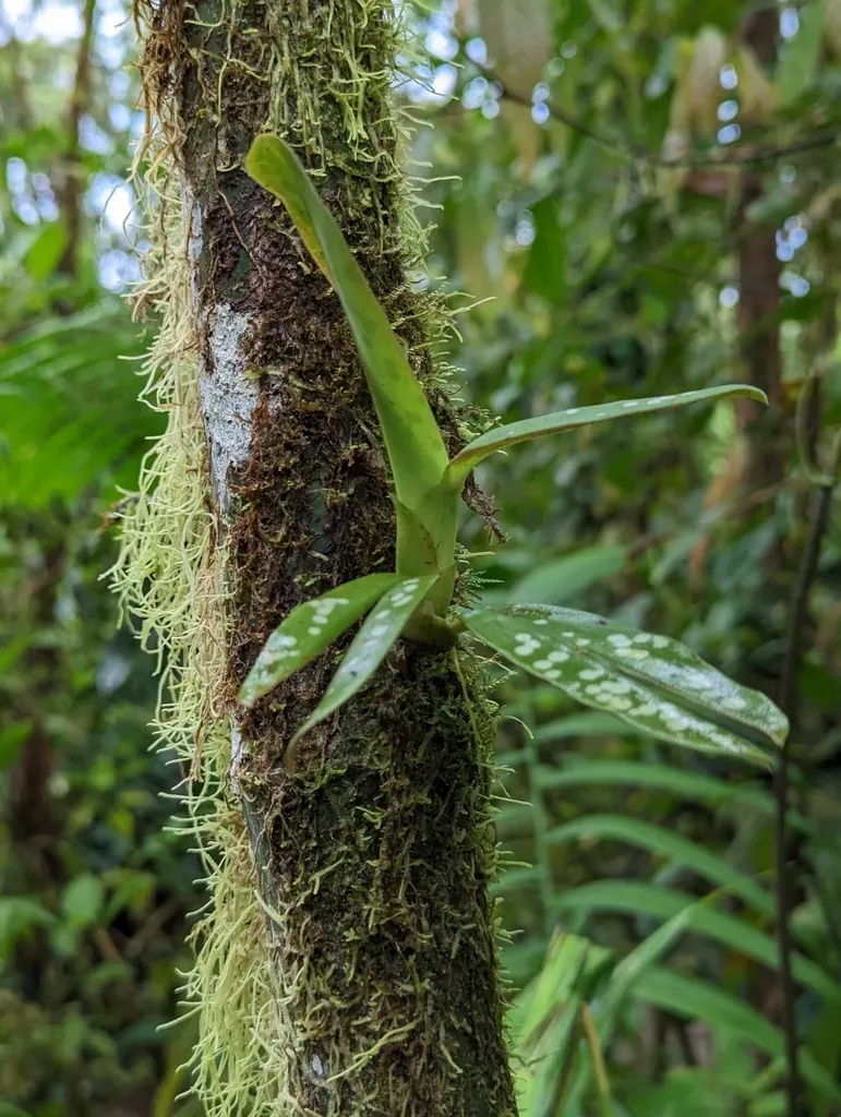 Maxillaria Pseudoreichenheimiana