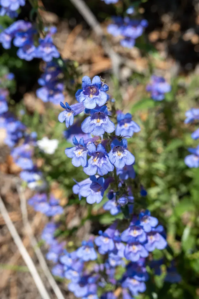 Blue Mist Beardtongue
