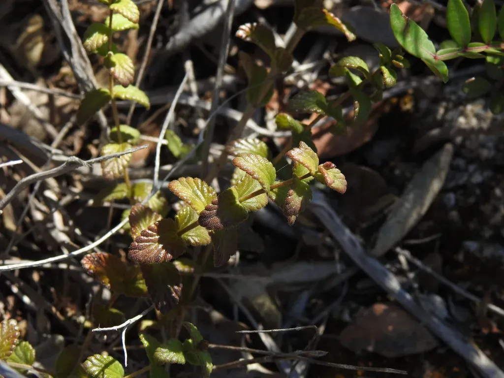 Nothobartsia Asperrima