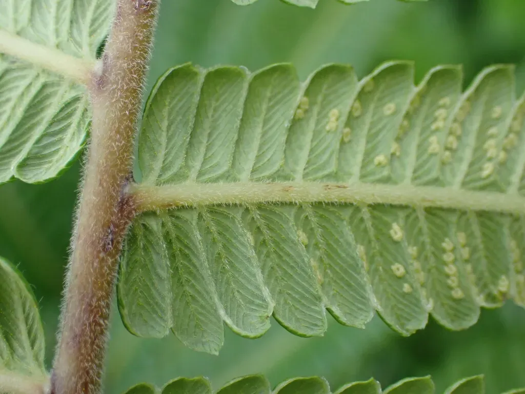 Strophocaulon Unitum