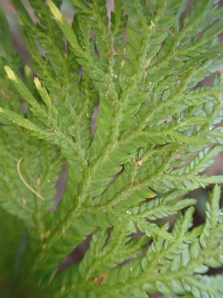 Selaginella Firmula