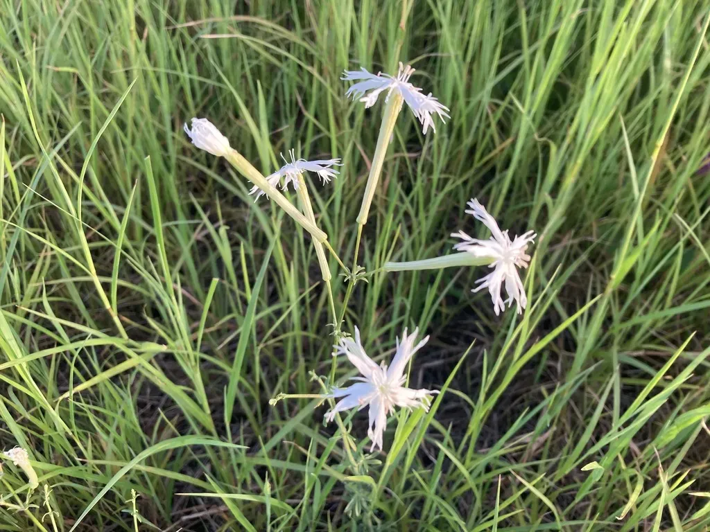 Silene Fissipetala