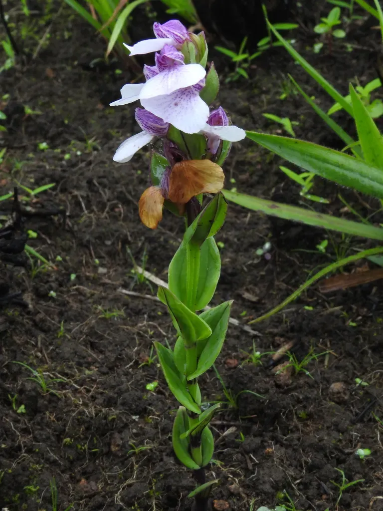 Brachycorythis Wightii