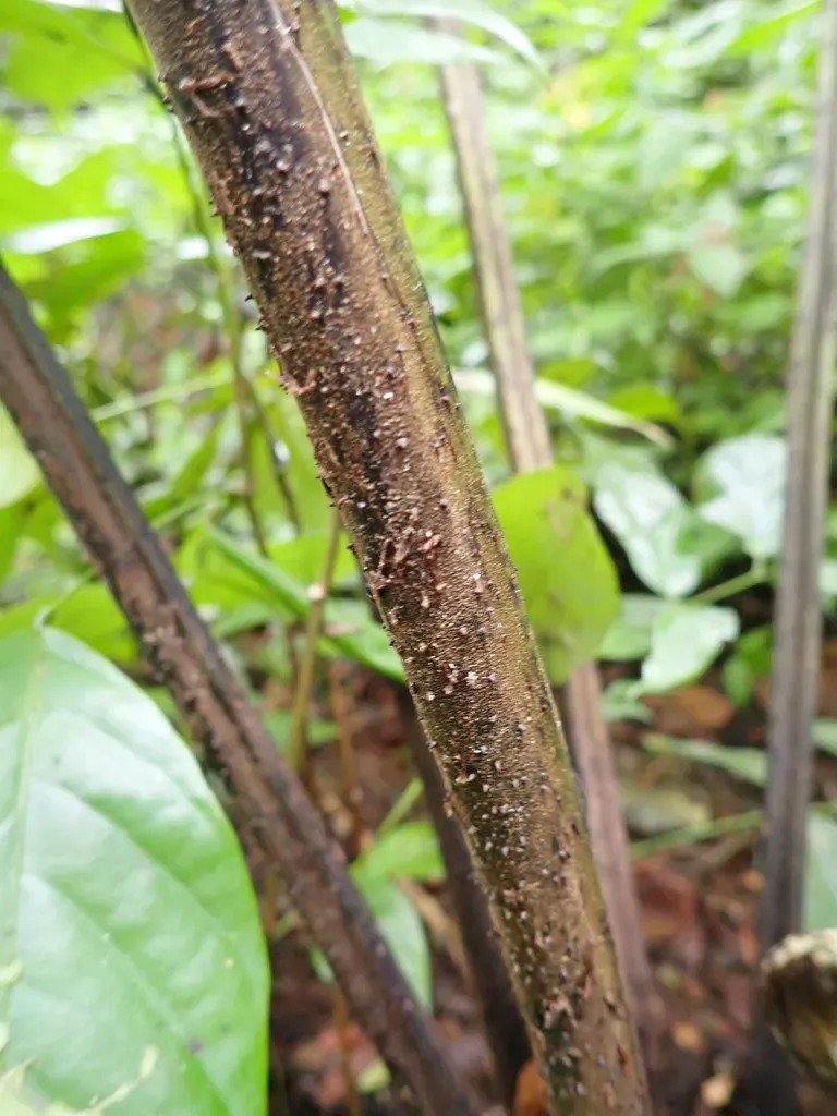 Diplazium Proliferum