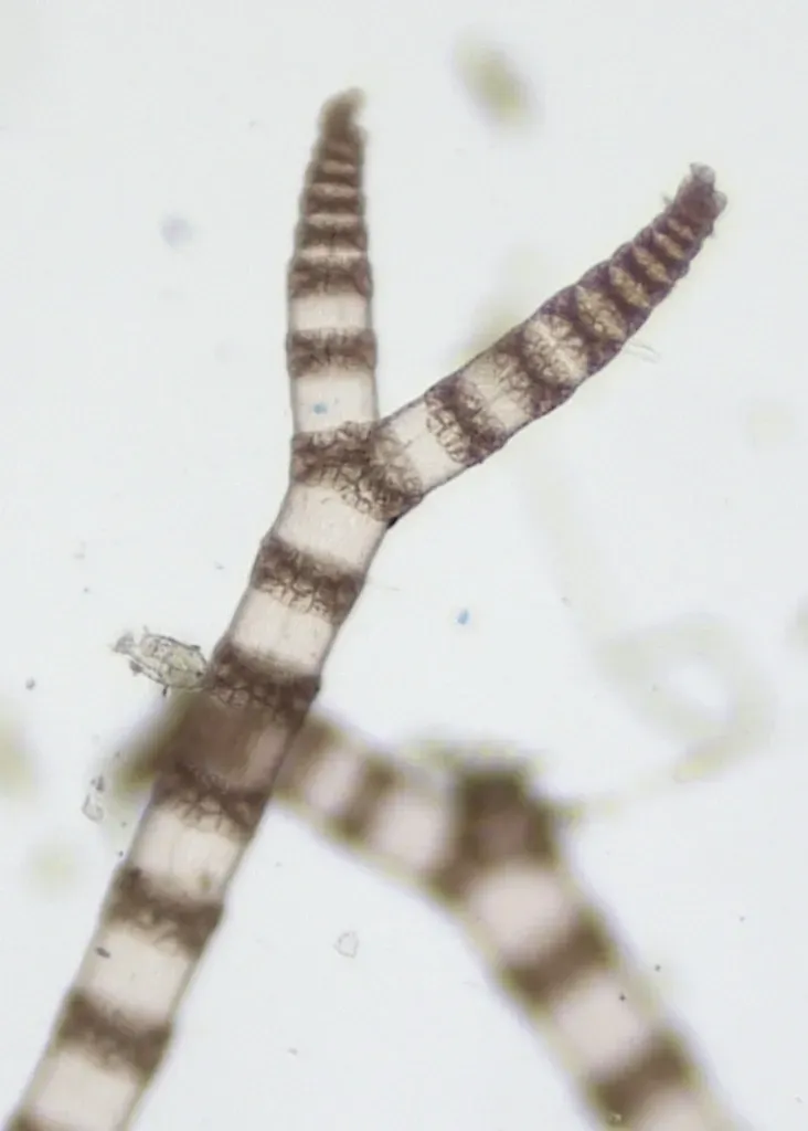 Ceramothamnion Translucidum